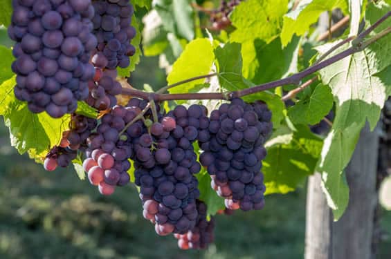 Weinregion an der Mosel - blaue Weintrauben
