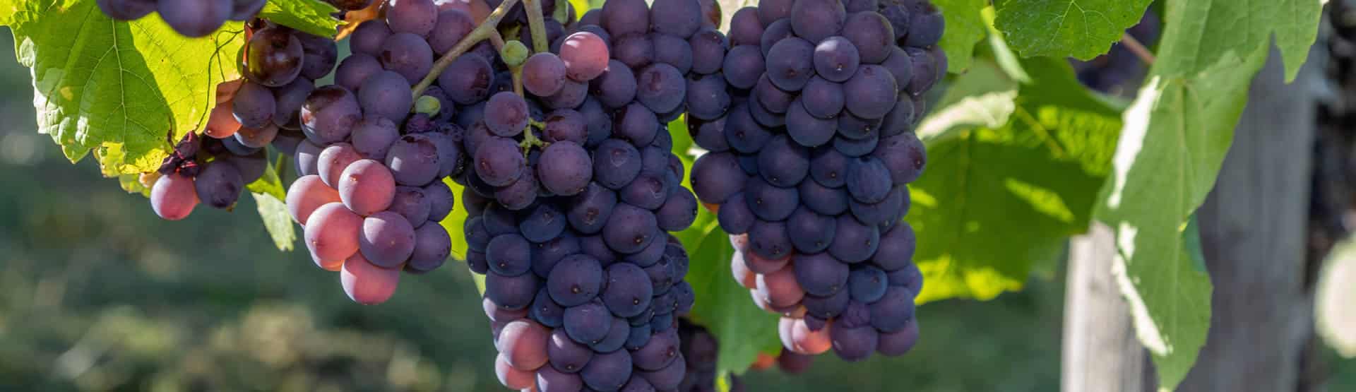 Weinregion Mosel - blaue Weintrauben
